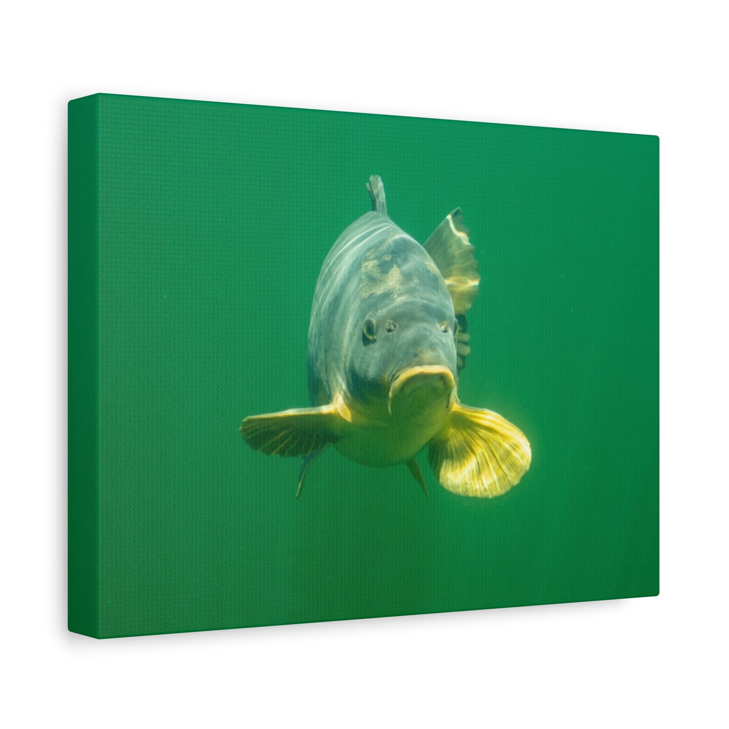 Carp Focus Canvas Print