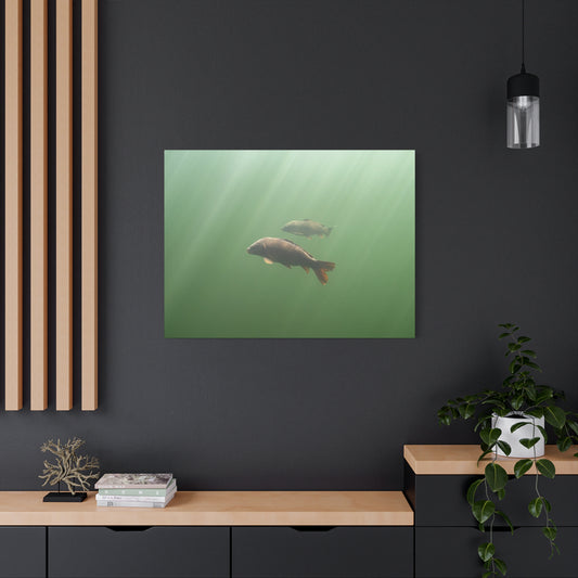 Carp in the Light Canvas Print