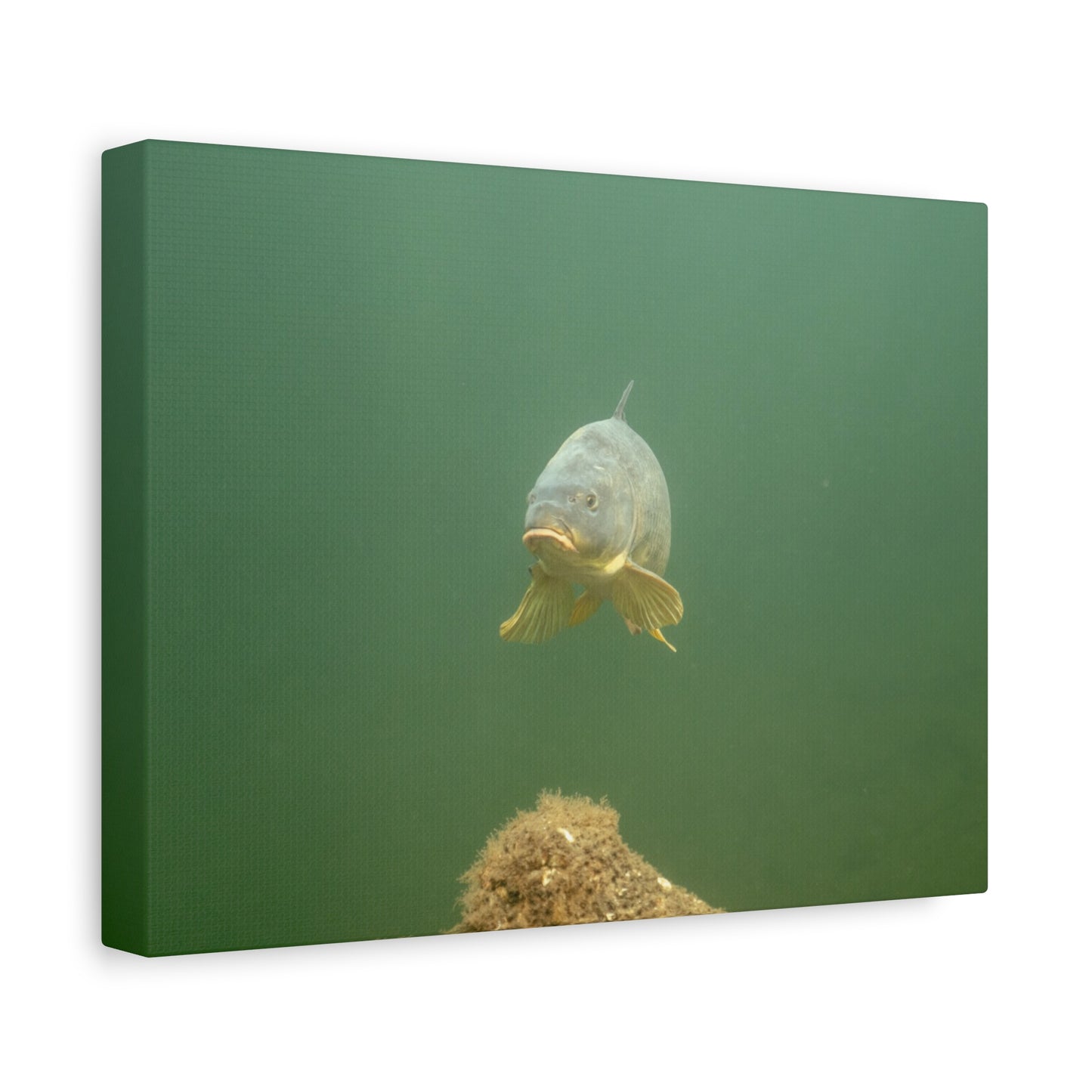 Lone Carp Canvas Print