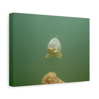 Lone Carp Canvas Print