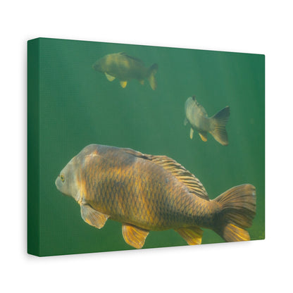 Carp Journey Canvas Print