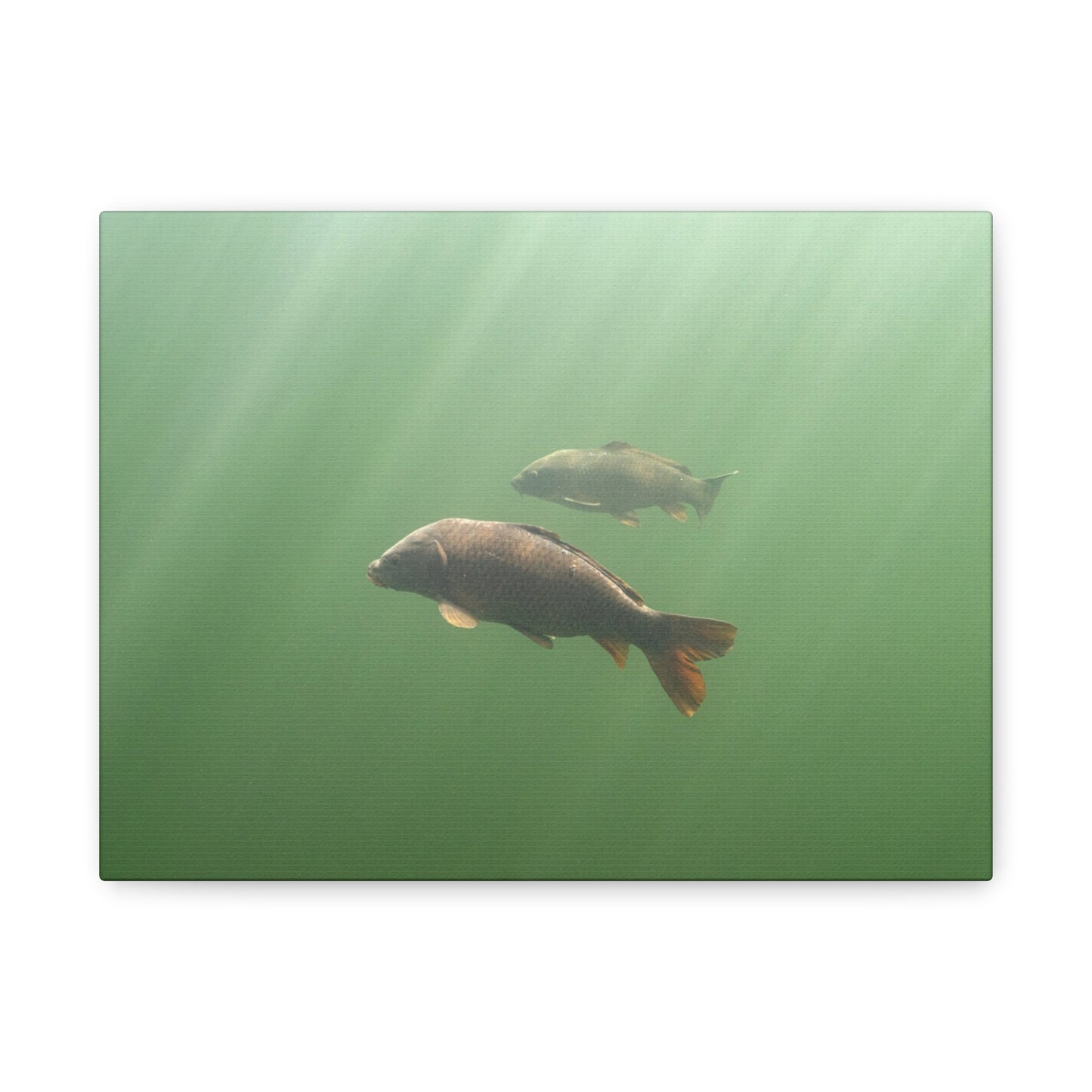 Carp in the Light Canvas Print