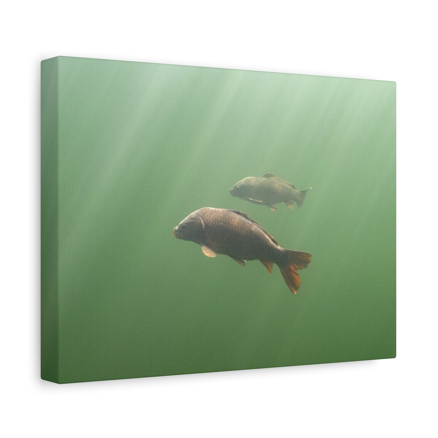Carp in the Light Canvas Print
