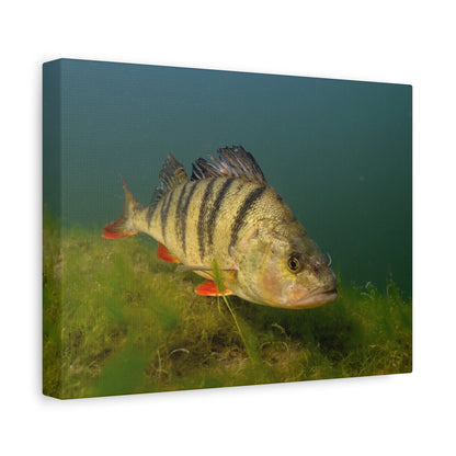 Striped Hunter Canvas Print