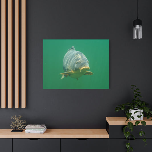 Face to Face Carp Canvas Print