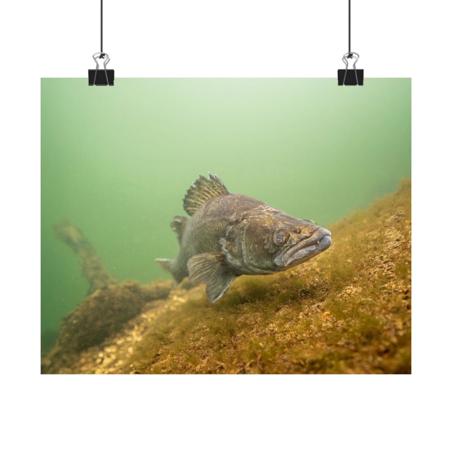 Silent Predator Poster