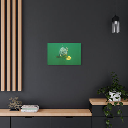 Carp Focus Canvas Print