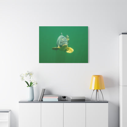 Carp Focus Canvas Print
