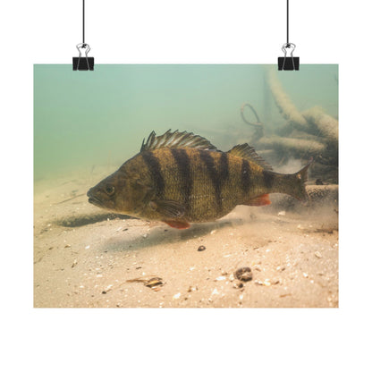 Perch on the Move Poster