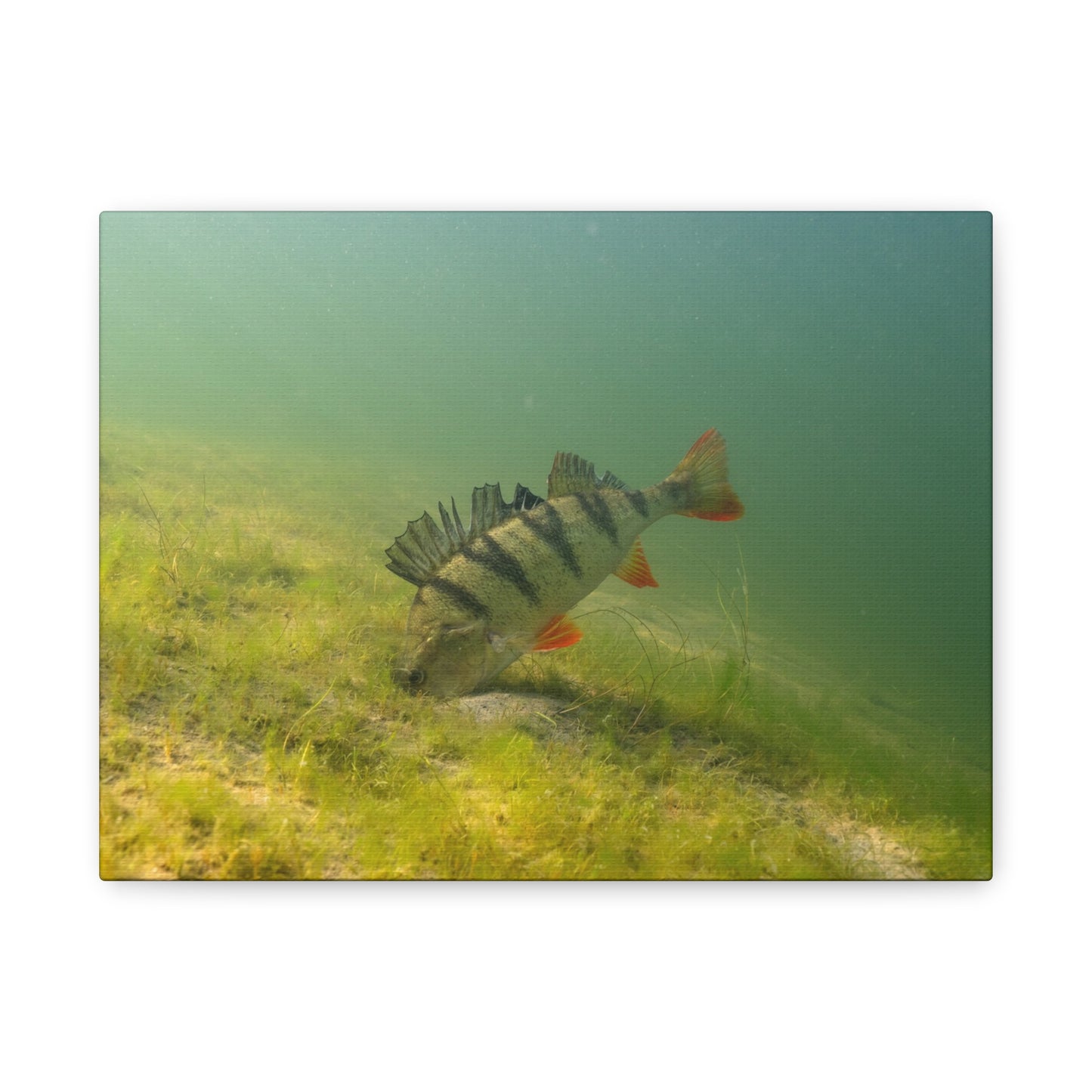 Perch in the Shadows Canvas Print