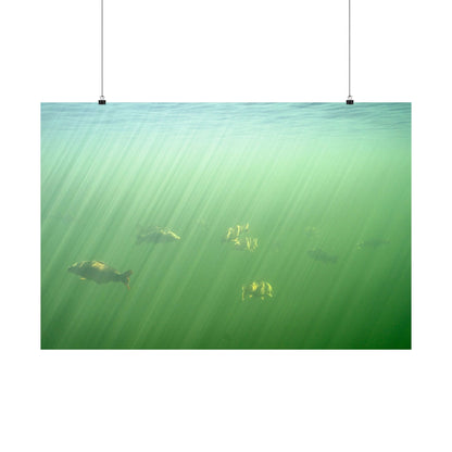 Midwater Cruisers Poster