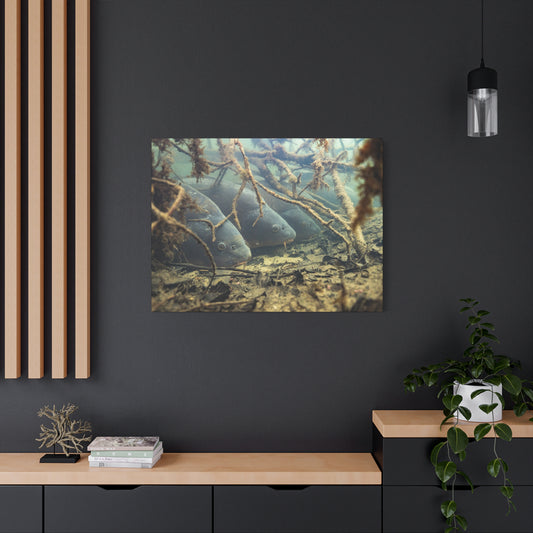 Hidden Carp Canvas Print