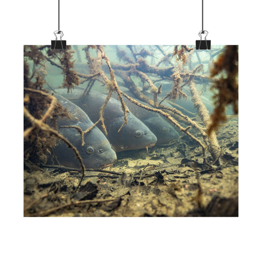 Hidden Carp Poster