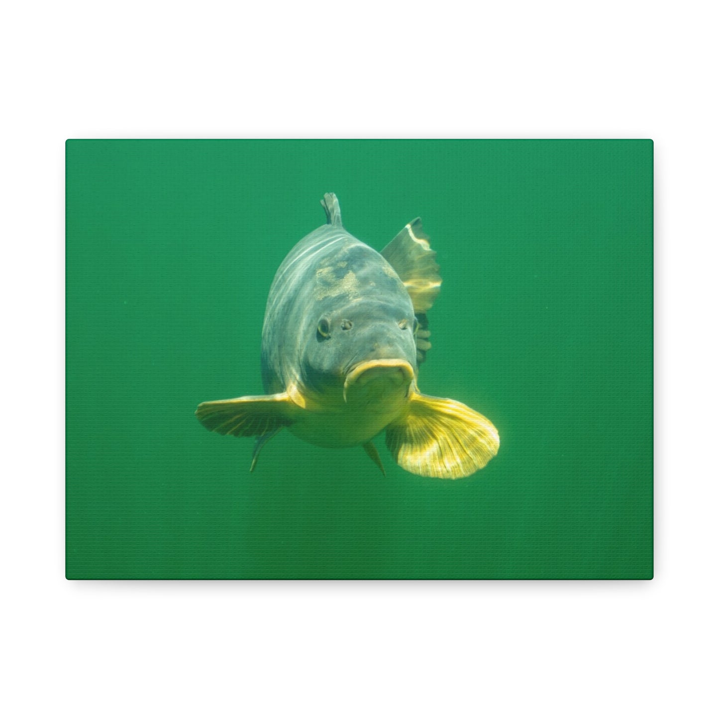 Carp Focus Canvas Print