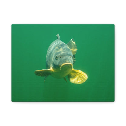 Carp Focus Canvas Print
