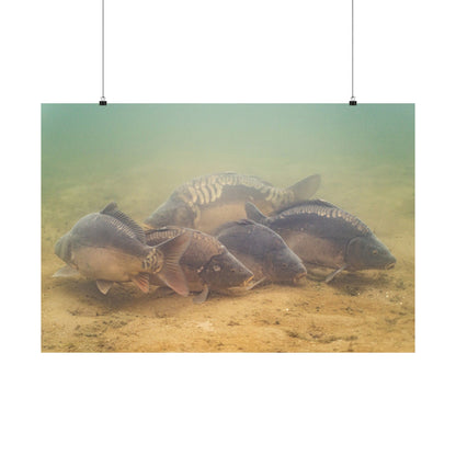 Carp School Poster