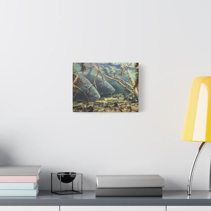 Hidden Carp Canvas Print