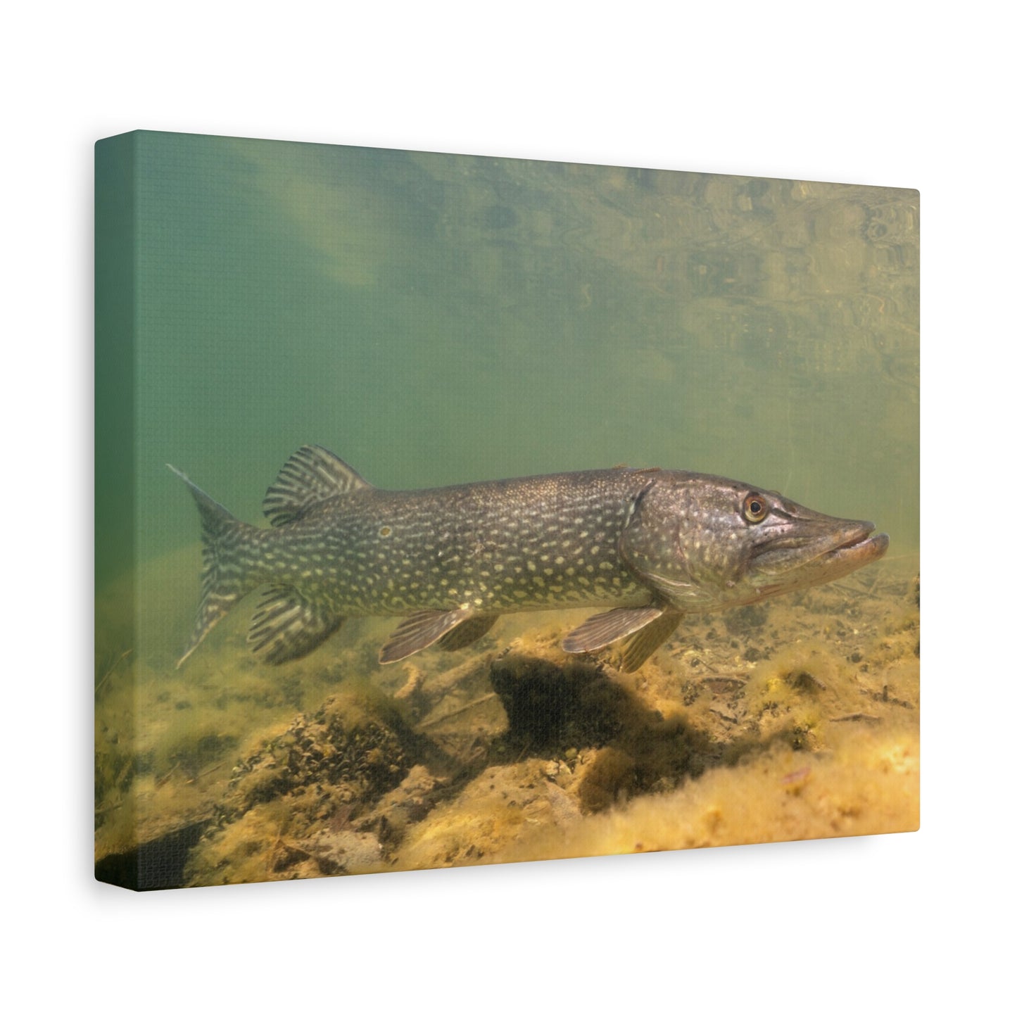 Pike in Motion Canvas Prints