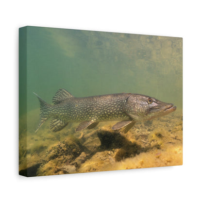 Pike in Motion Canvas Prints