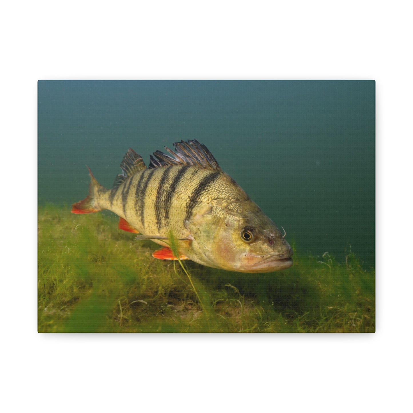 Striped Hunter Canvas Print