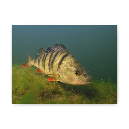 Striped Hunter Canvas Print
