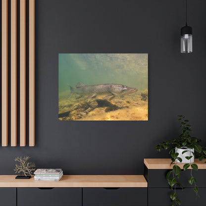 Pike in Motion Canvas Prints
