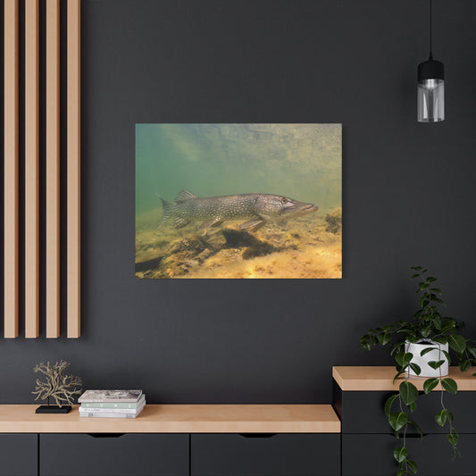 Pike in Motion Canvas Prints