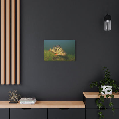 Striped Hunter Canvas Print