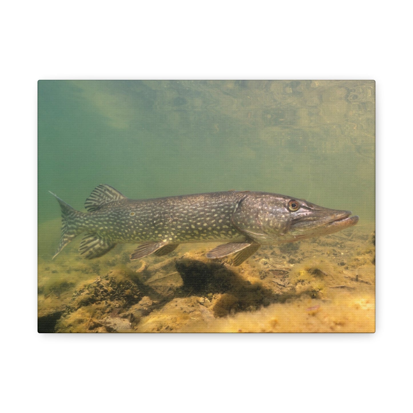 Pike in Motion Canvas Prints