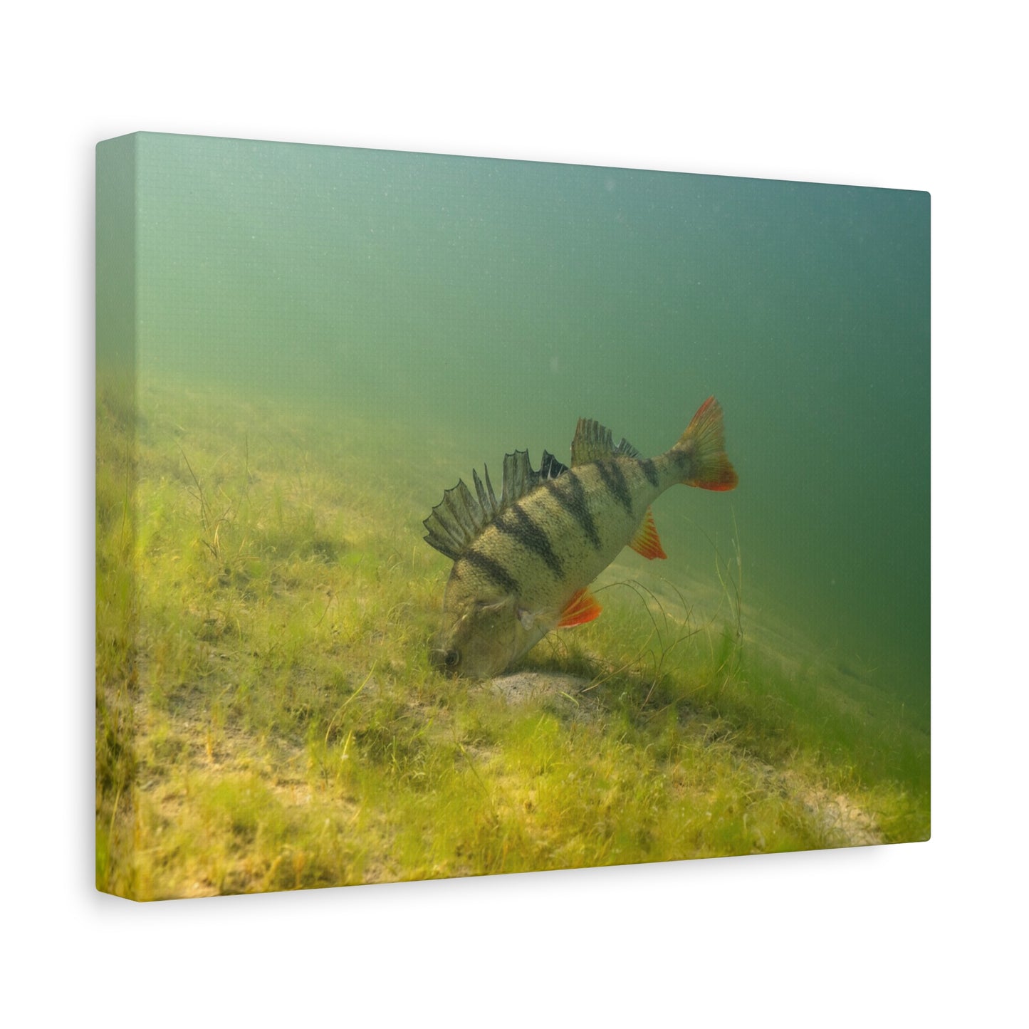 Perch in the Shadows Canvas Print