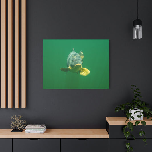 Carp Focus Canvas Print