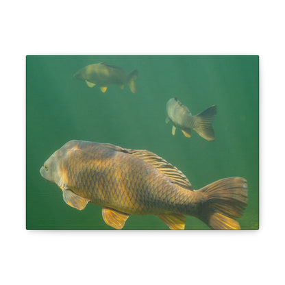 Carp Journey Canvas Print