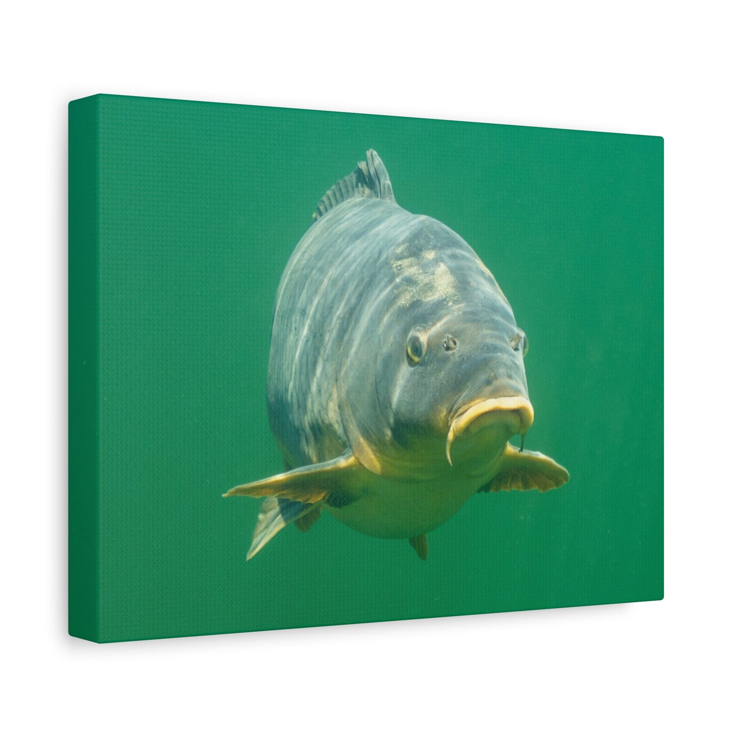 Face to Face Carp Canvas Print