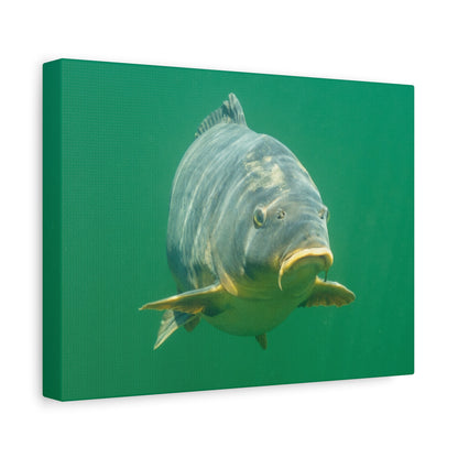 Face to Face Carp Canvas Print