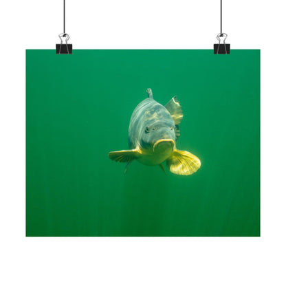 Carp Focus Poster