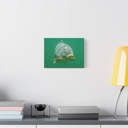 Face to Face Carp Canvas Print