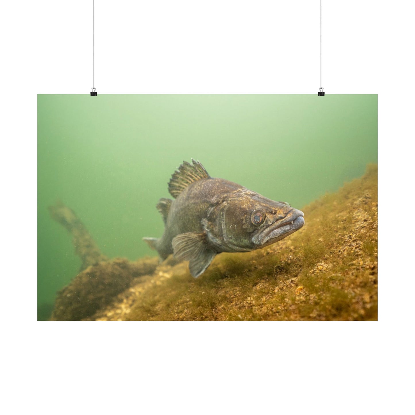 Silent Predator Poster