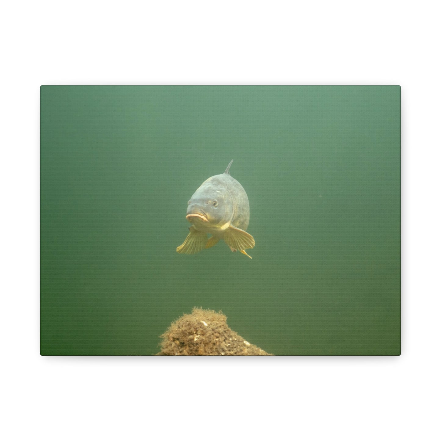 Lone Carp Canvas Print