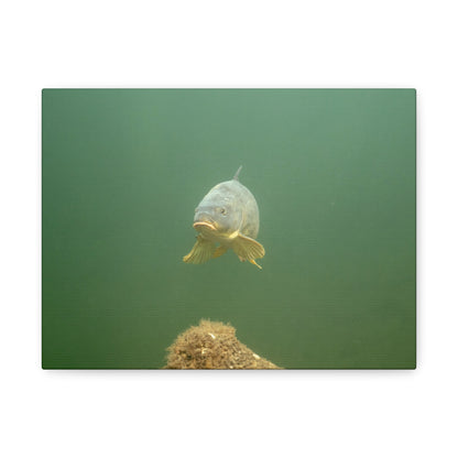 Lone Carp Canvas Print