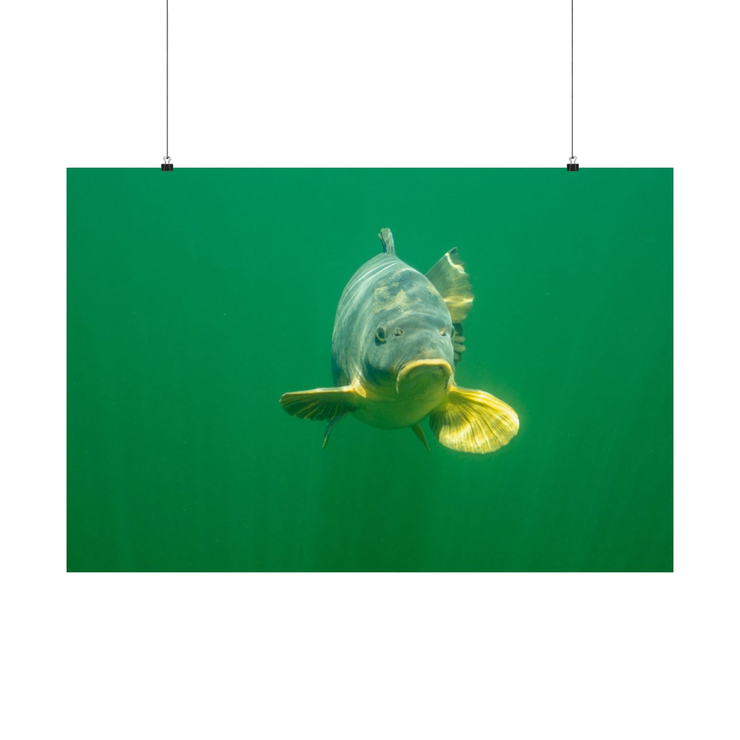 Carp Focus Poster