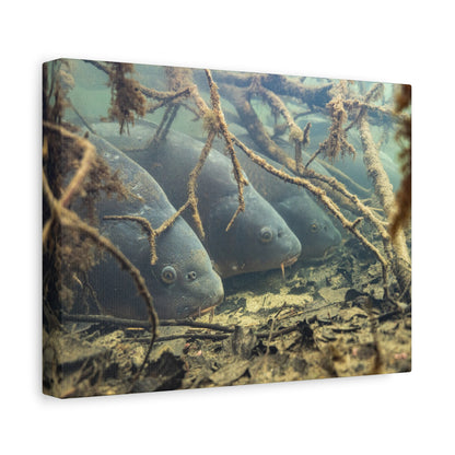 Hidden Carp Canvas Print
