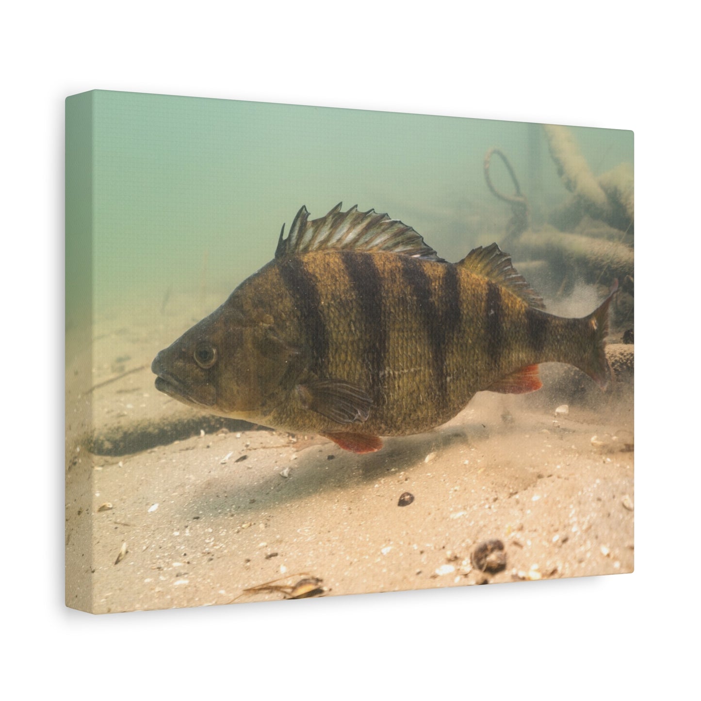 Perch on the Move Canvas Print