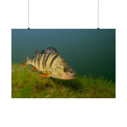 Striped Hunter Poster