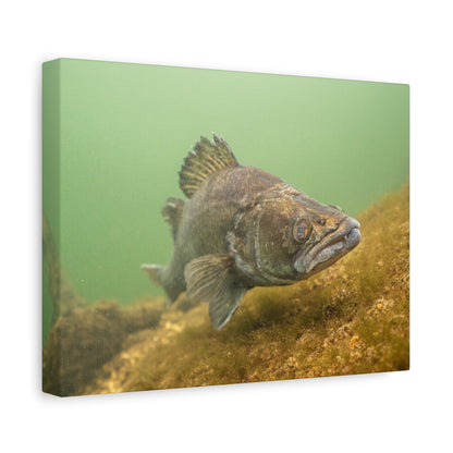 Silent Predator Canvas Print