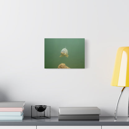 Lone Carp Canvas Print