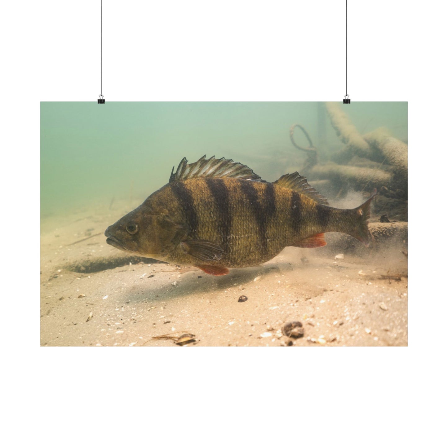 Perch on the Move Poster