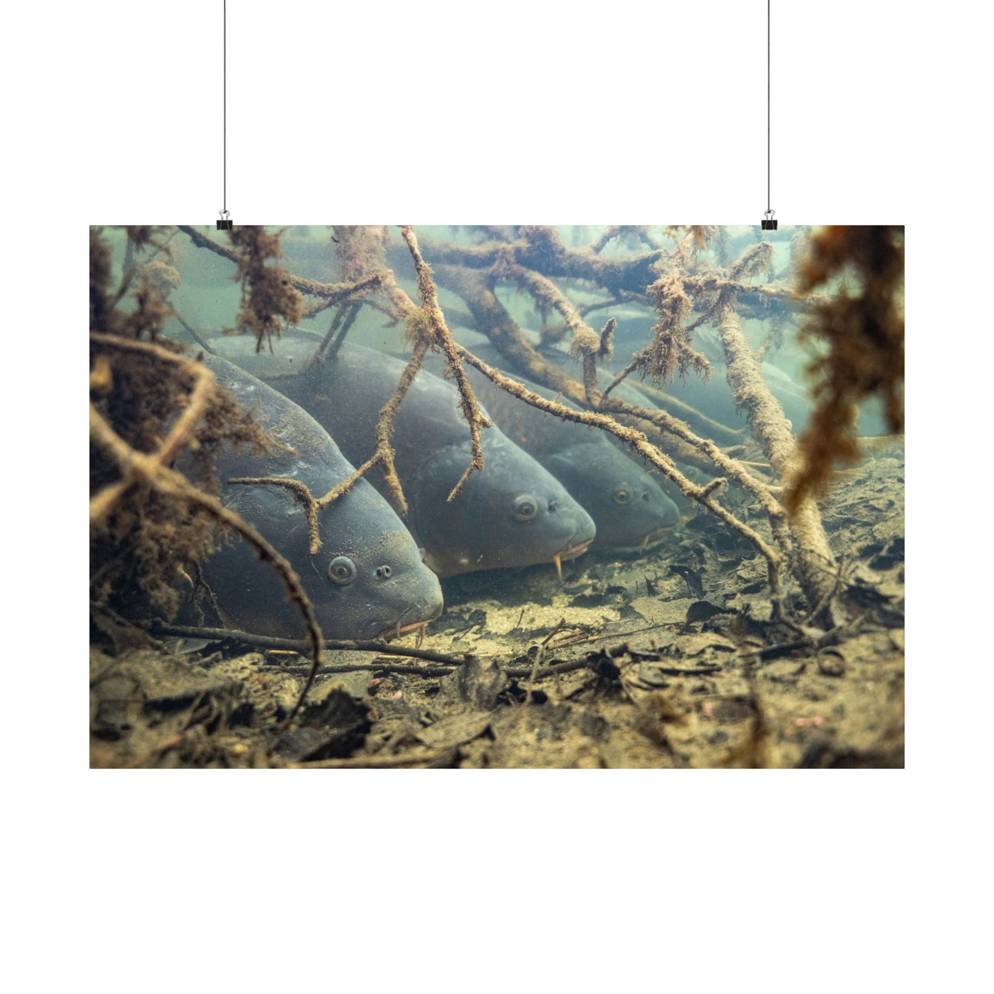 Hidden Carp Poster