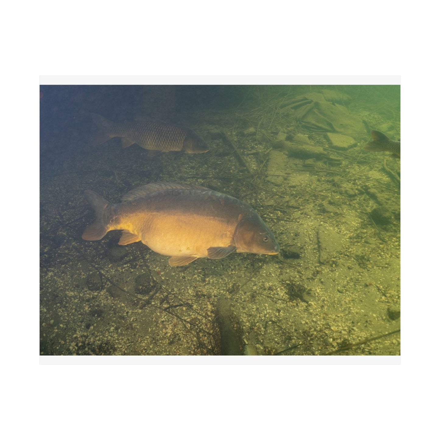 Golden Depths Poster