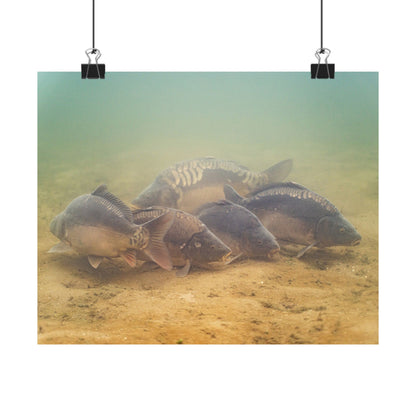 Carp School Poster