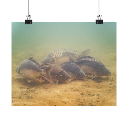 Carp School Poster